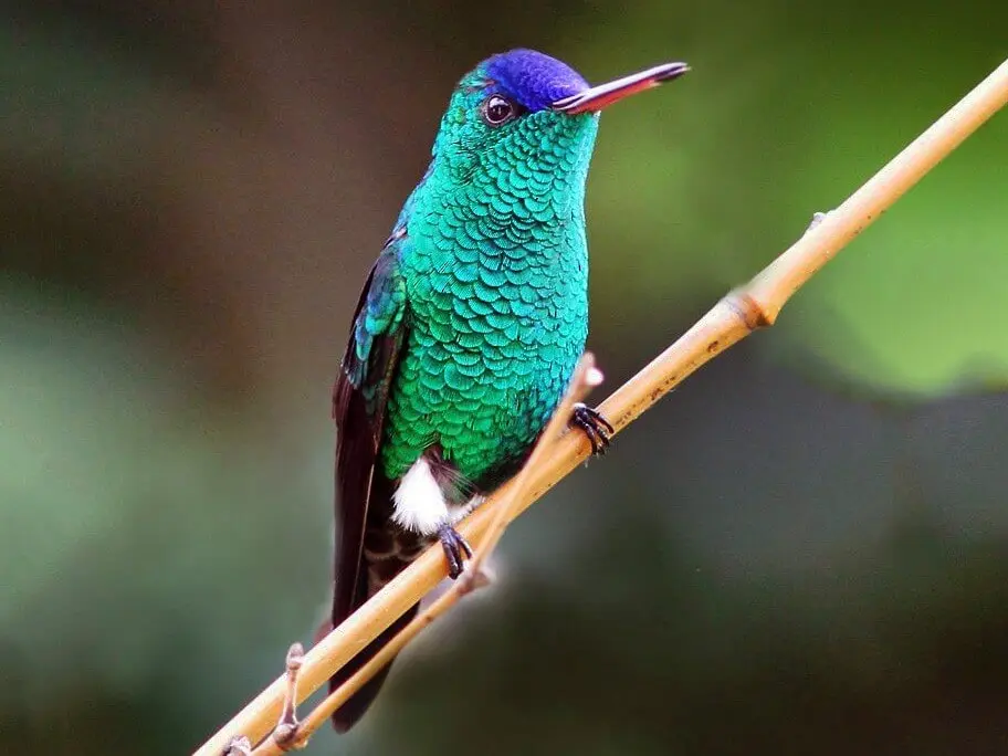 Imagen del ave Colibrí capirotado
