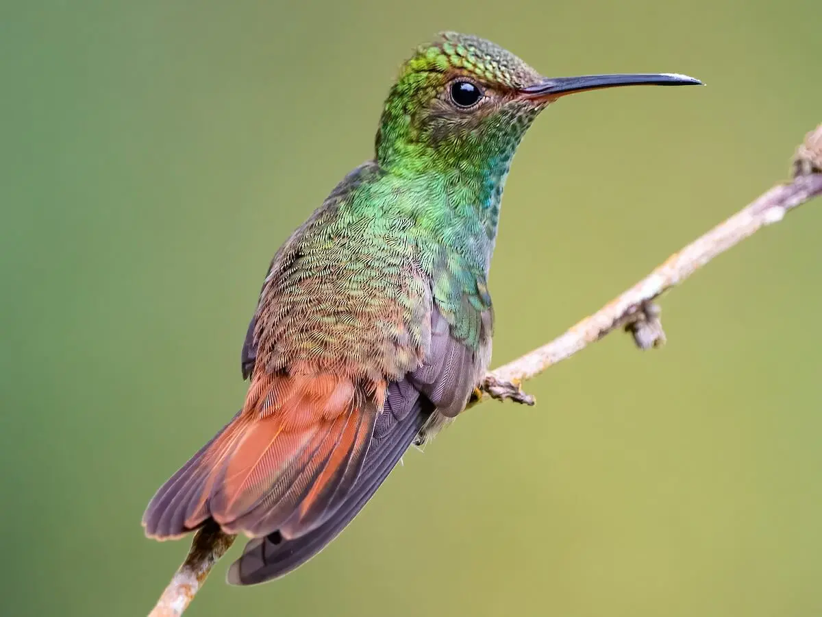 Imagen del ave Colibrí colirrufo