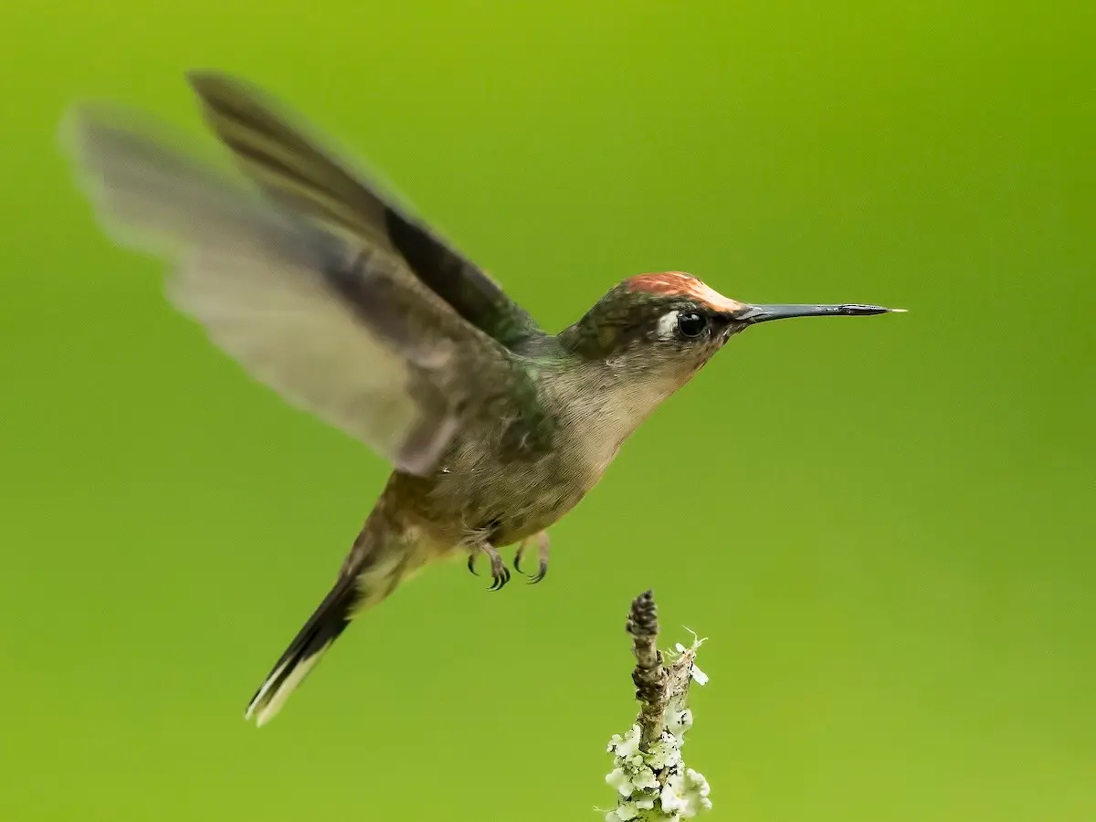Imagen del ave Colibrí Cabecicastaño