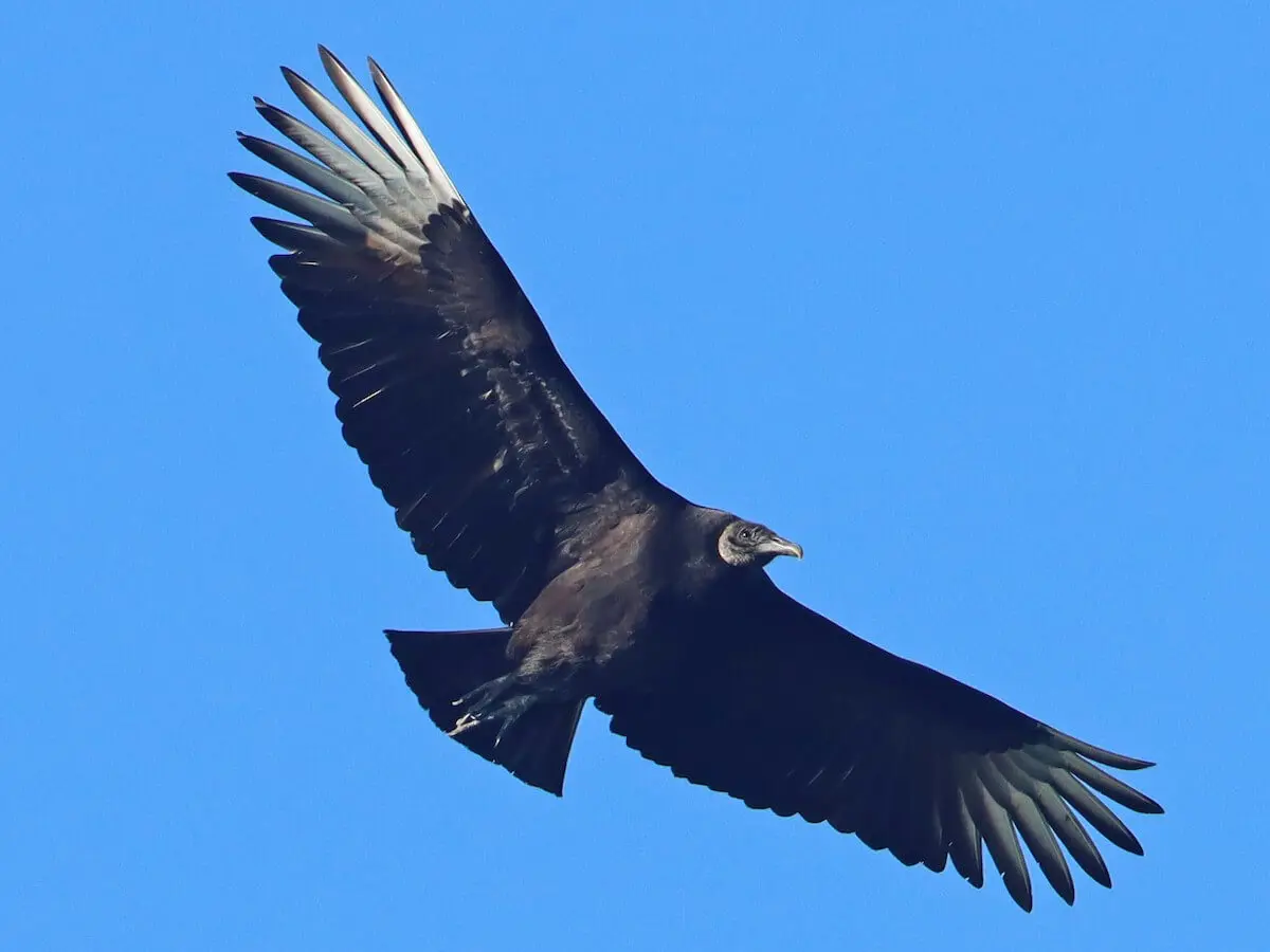 Imagen del ave Gallinazo negro