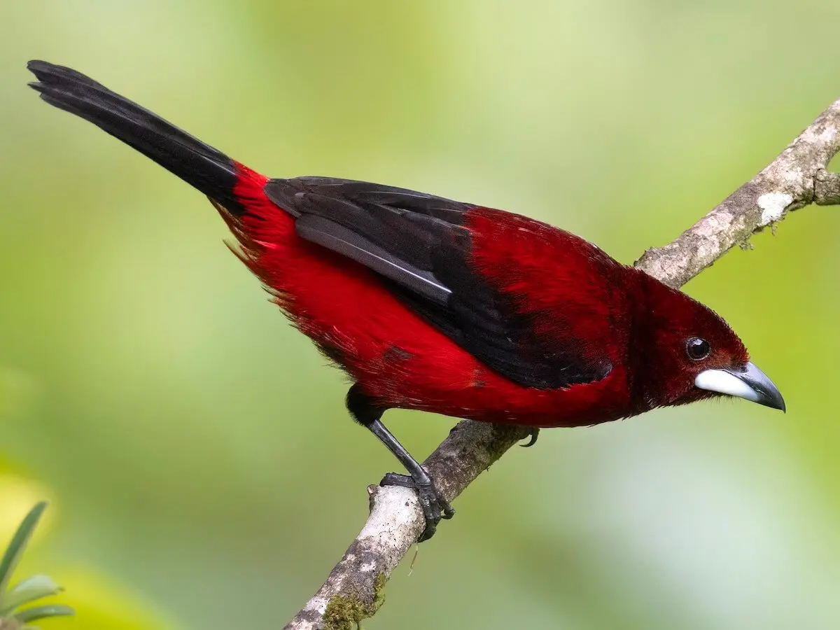 Imagen del ave Tangara dorsirroja