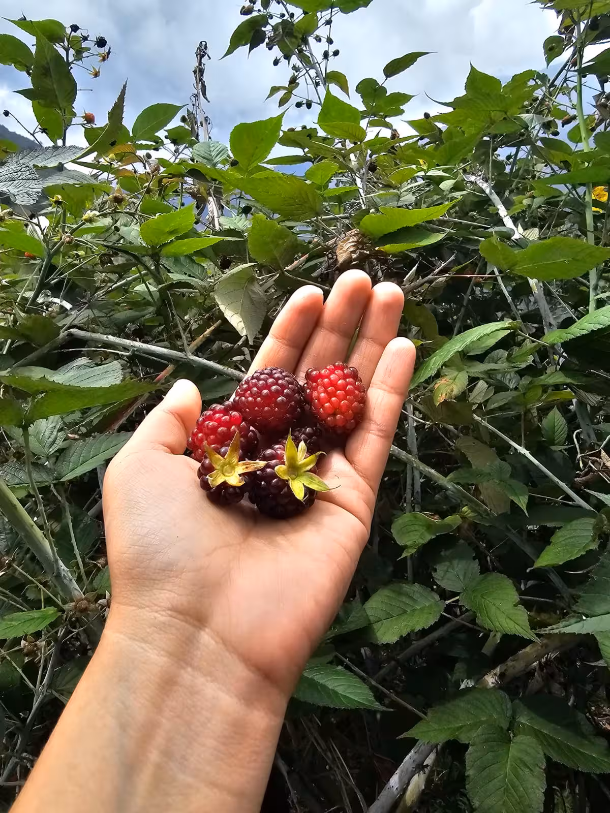 Imagen de la ruta Finca la Esperanza(Ruta de la Fruta)